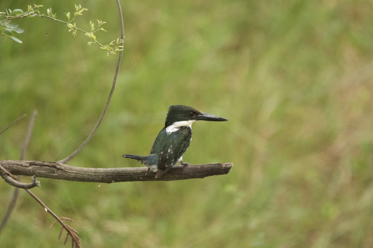 Martin-pêcheur vert - ML438807851