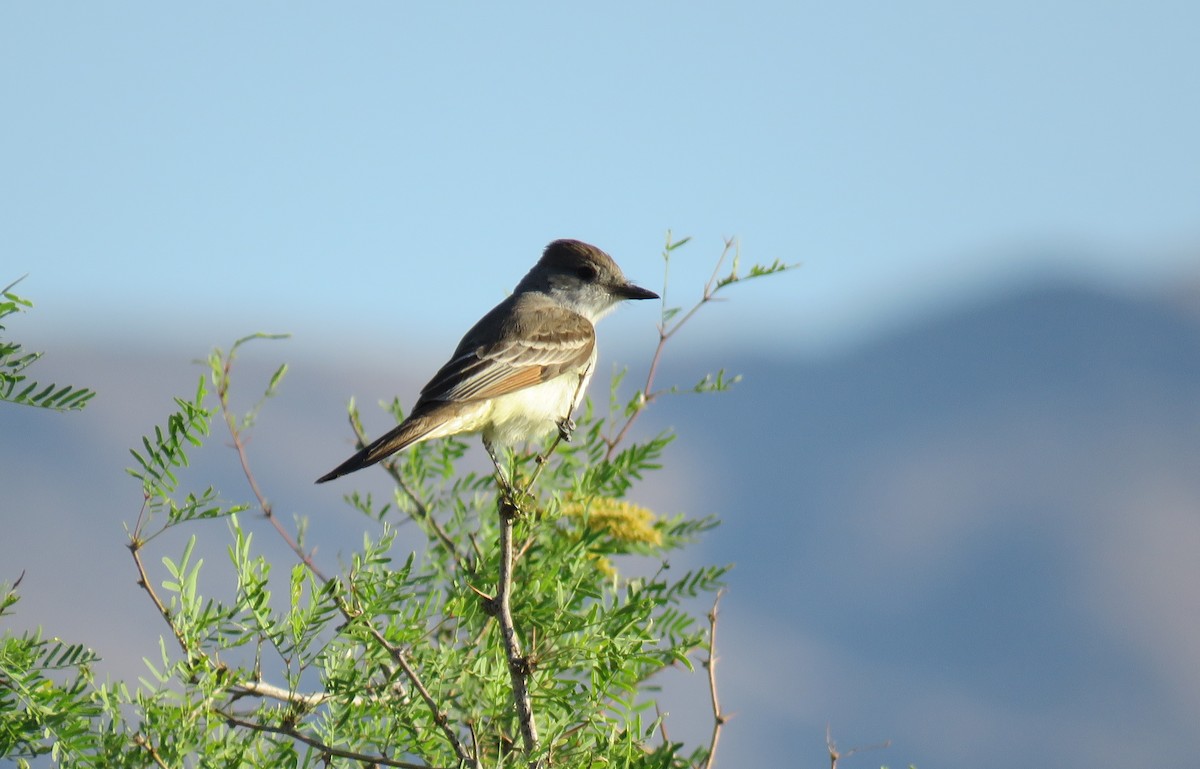 Ash-throated Flycatcher - ML438808091