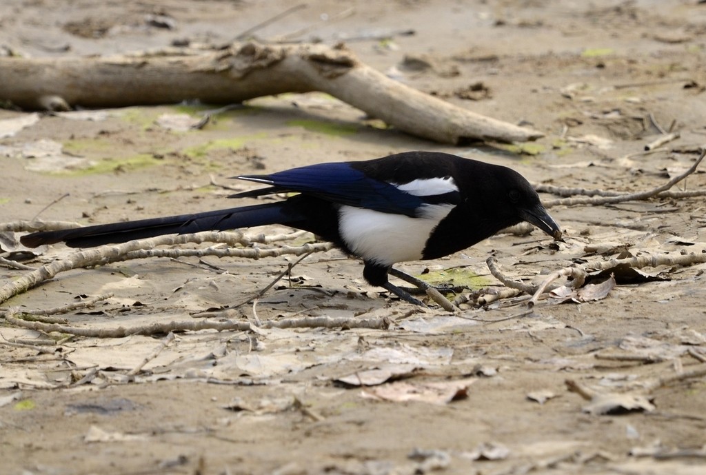 Oriental Magpie - ML438808741