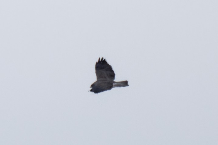 Swainson's Hawk - ML438809841