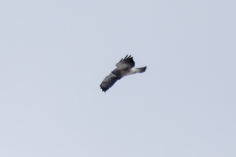 Swainson's Hawk - ML438809851