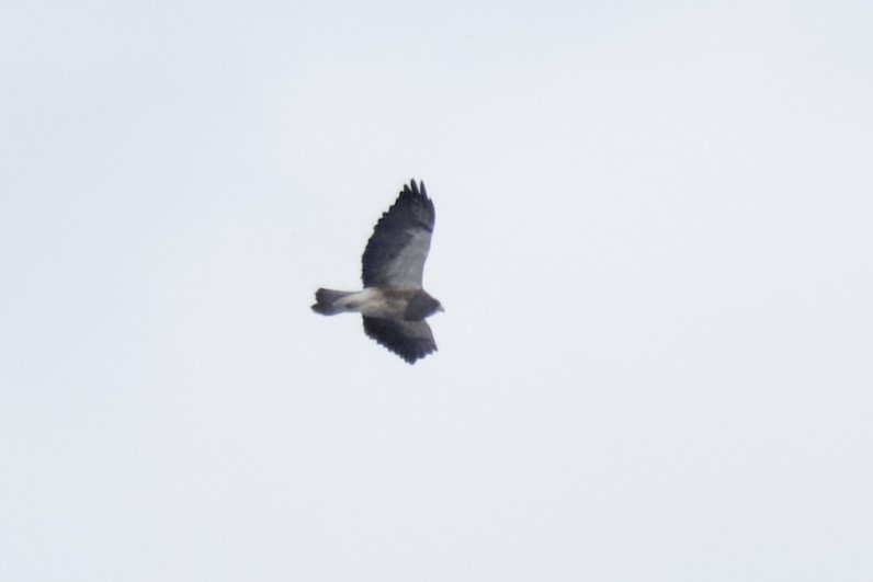 Swainson's Hawk - ML438809861