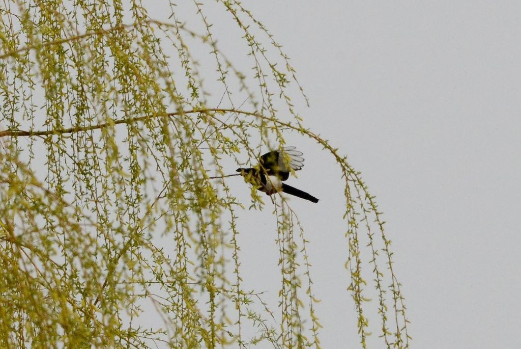 Oriental Magpie - ML438811111