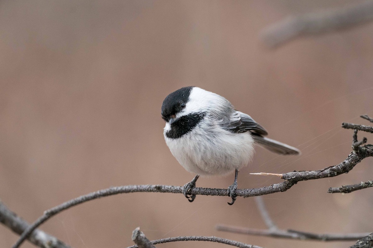 Black-capped Chickadee - ML438811201