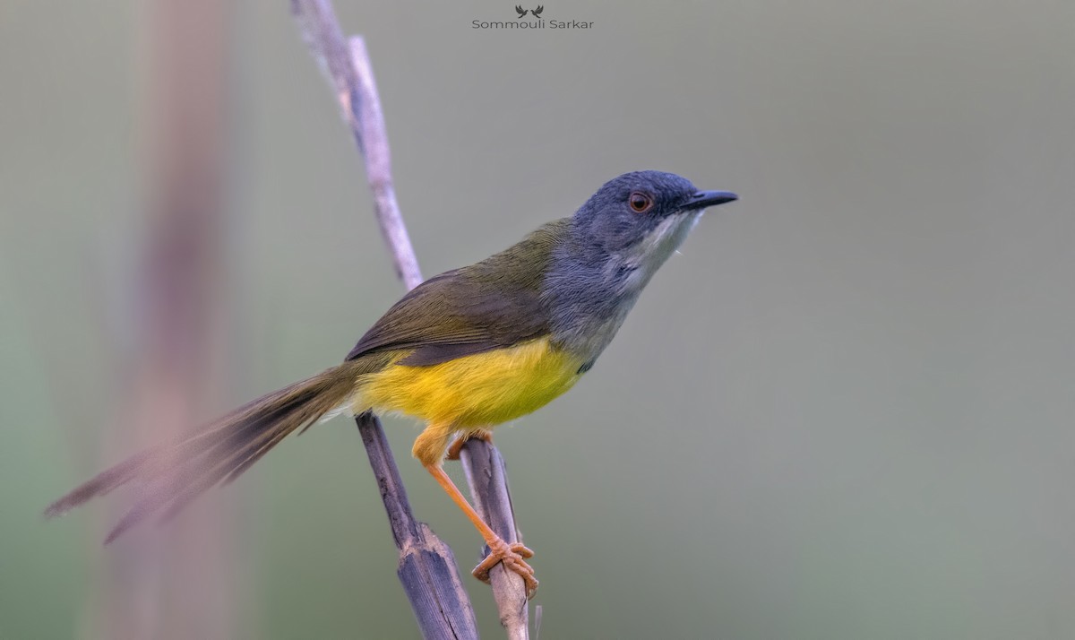 Yellow-bellied Prinia - ML438811981