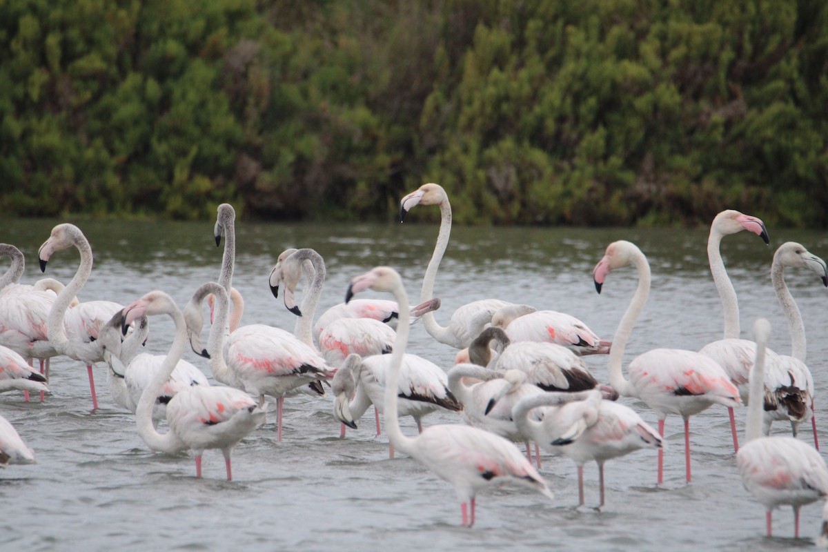 Greater Flamingo - ML438812081