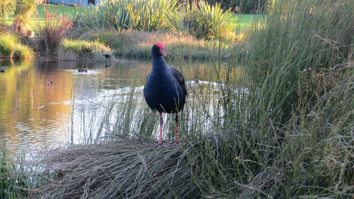 Australasian Swamphen - K Broster