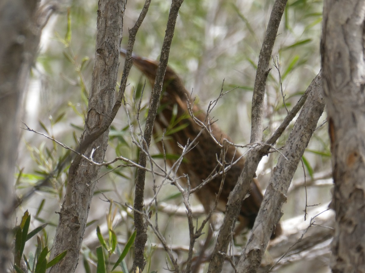 Black Bittern - ML438812951