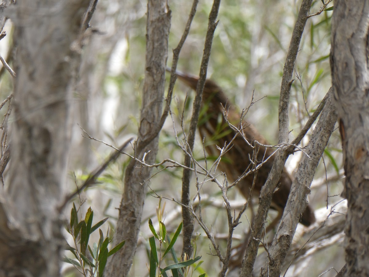 Black Bittern - ML438812981