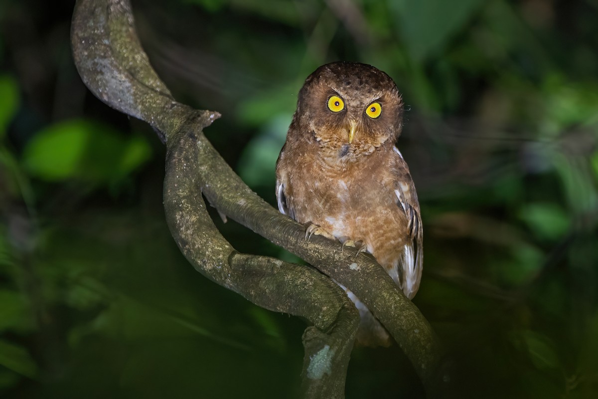 Mountain Scops-Owl - ML438813631