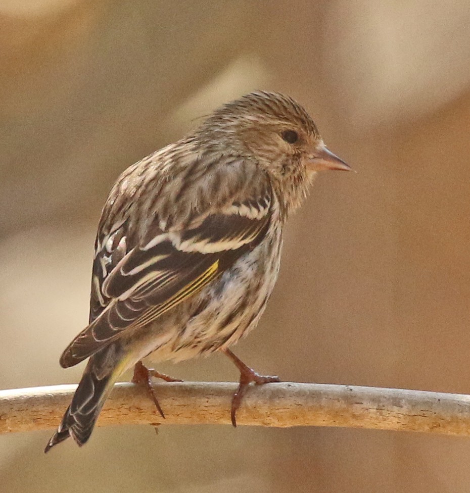 Pine Siskin - Glen Tepke