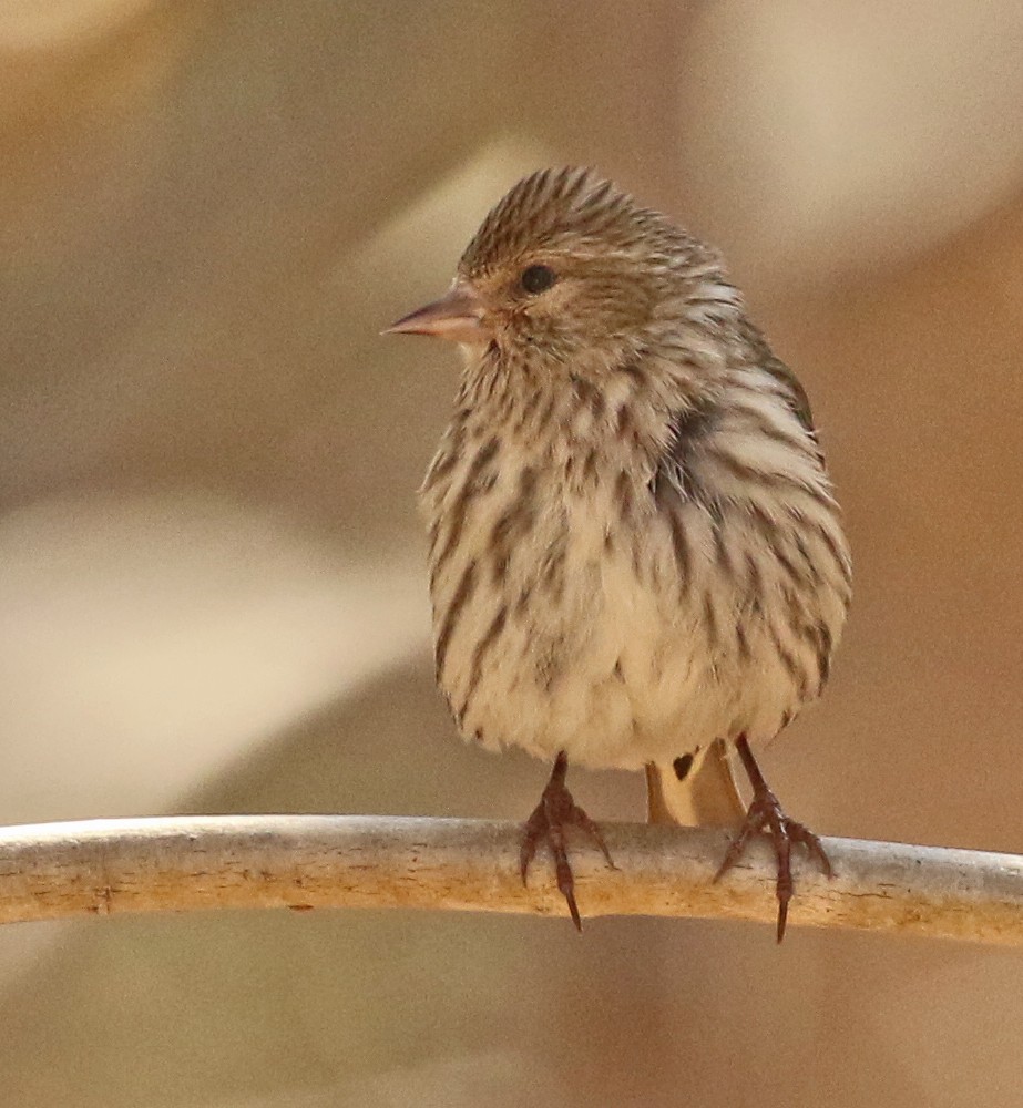 Pine Siskin - Glen Tepke