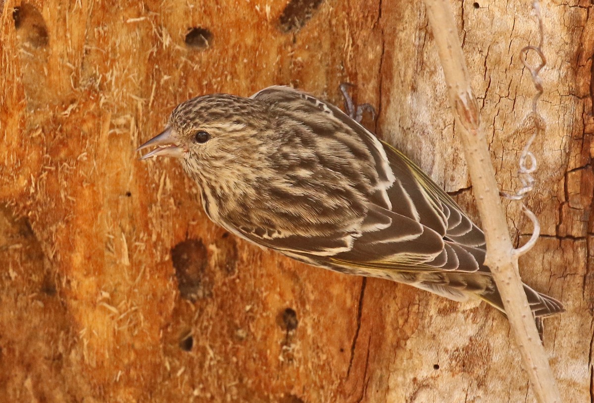 Pine Siskin - Glen Tepke