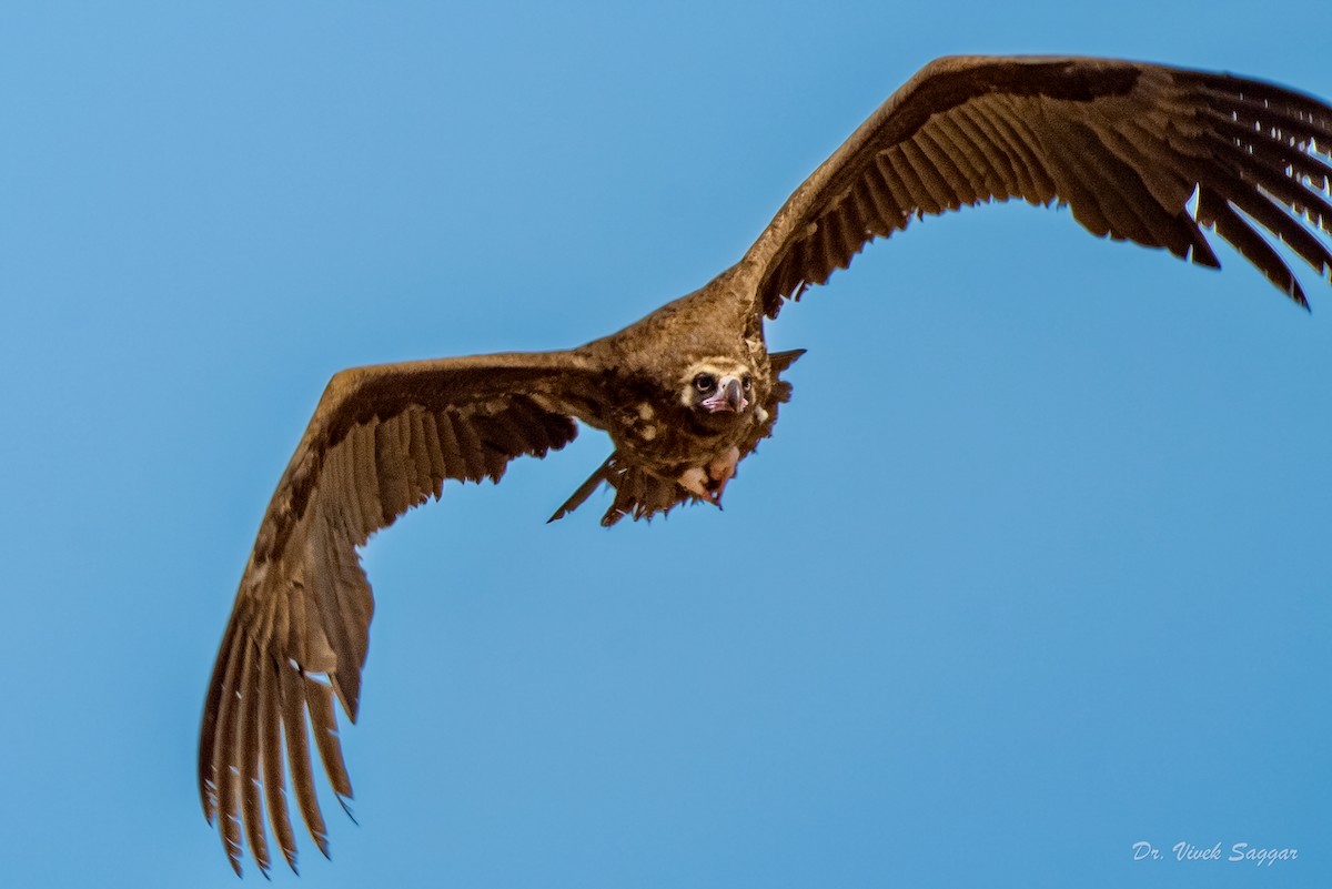 Cinereous Vulture - ML438814721