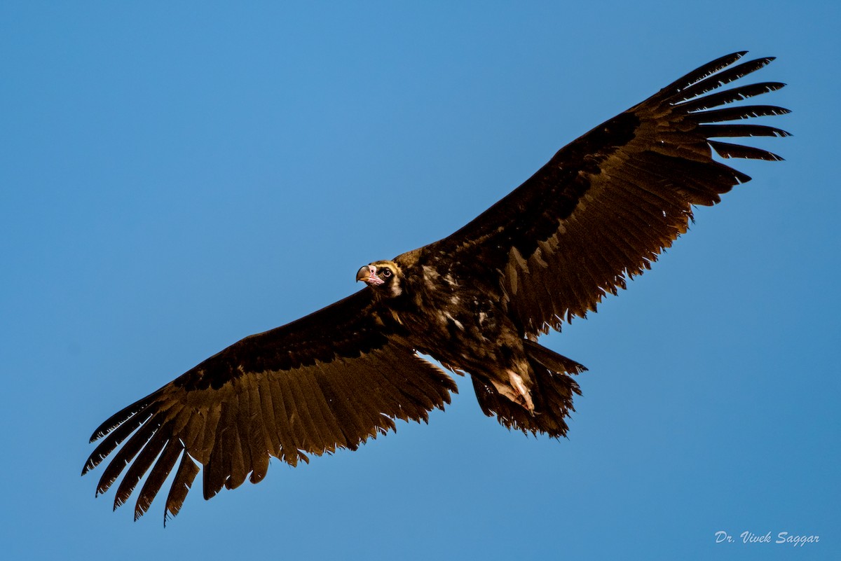 Cinereous Vulture - ML438814731