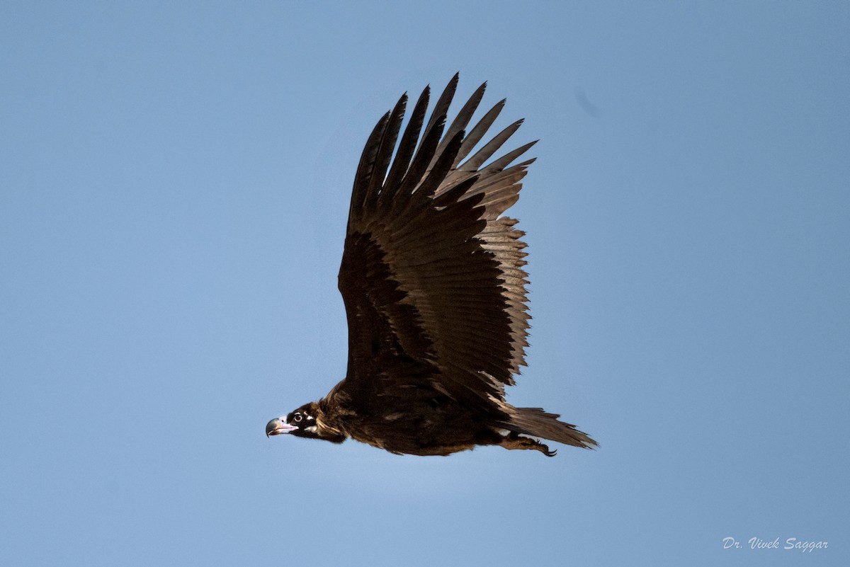 Cinereous Vulture - ML438814741