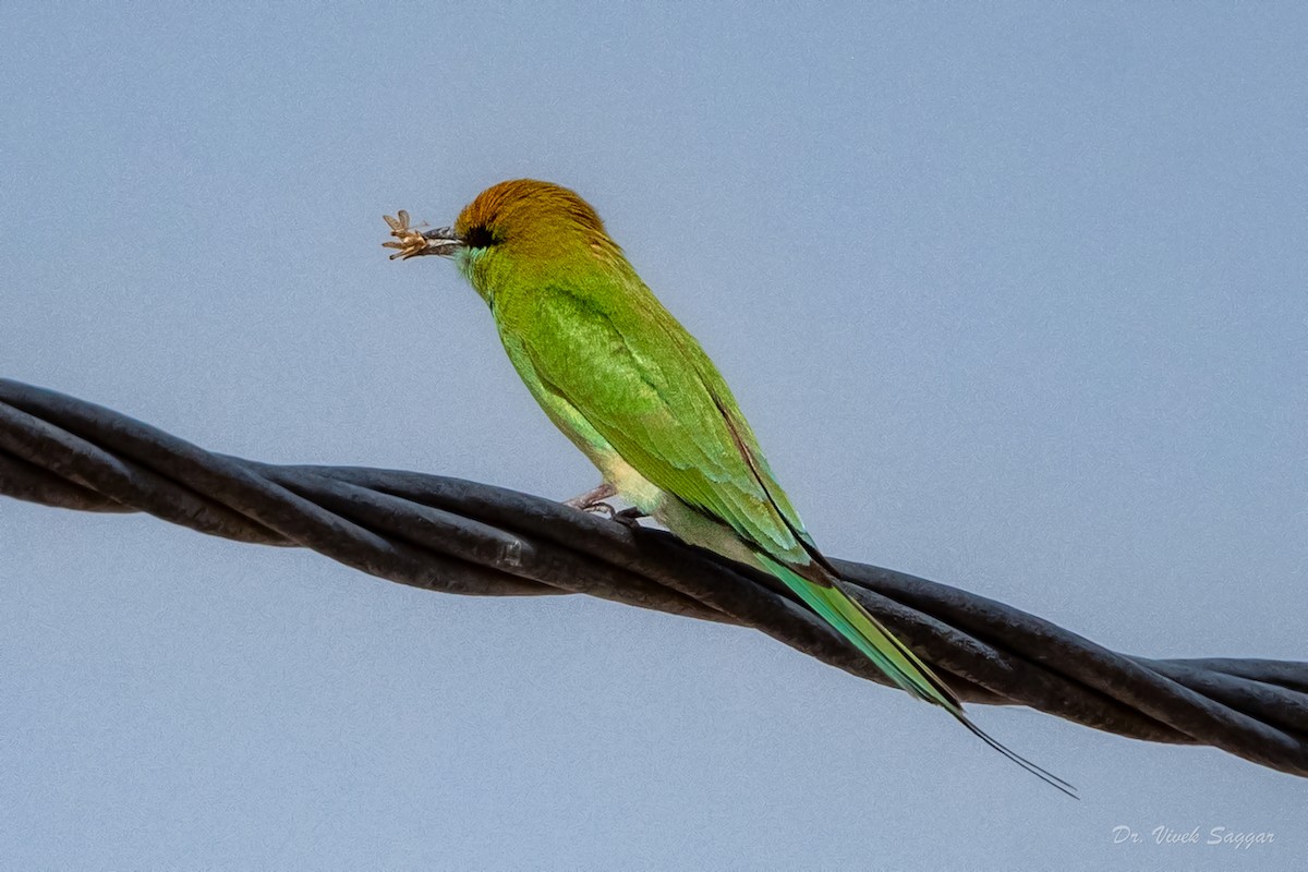 Asian Green Bee-eater - Vivek Saggar