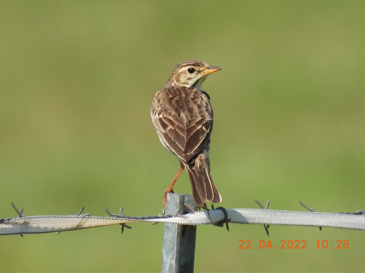 Australian Pipit - ML438815291