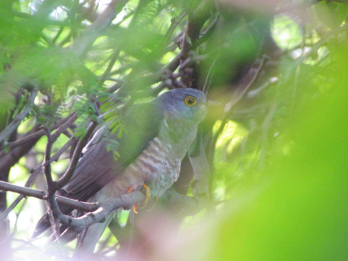 Common Hawk-Cuckoo - Smitha Jayakanthan