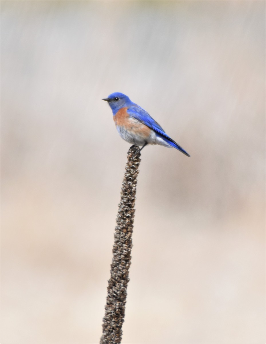 Western Bluebird - Sara Newman