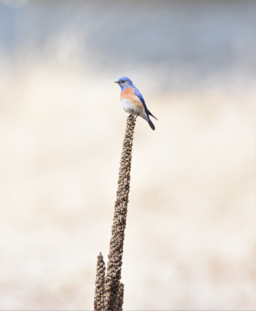 Western Bluebird - ML438816721