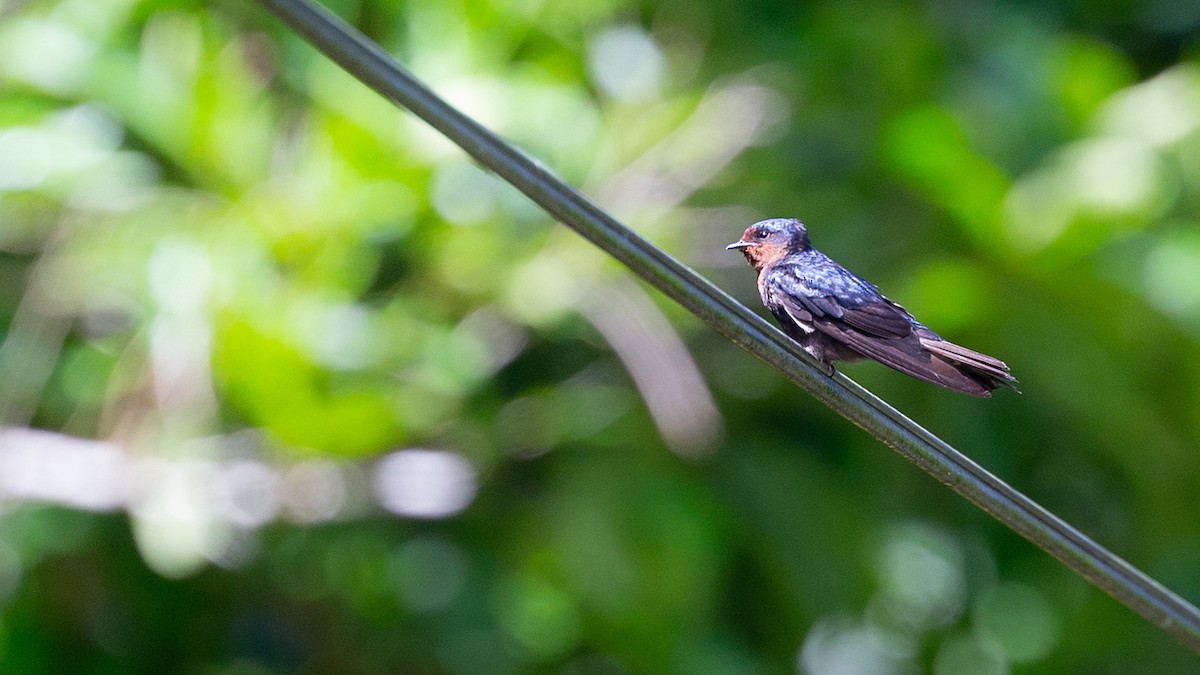 Pacific Swallow - Robert Tizard