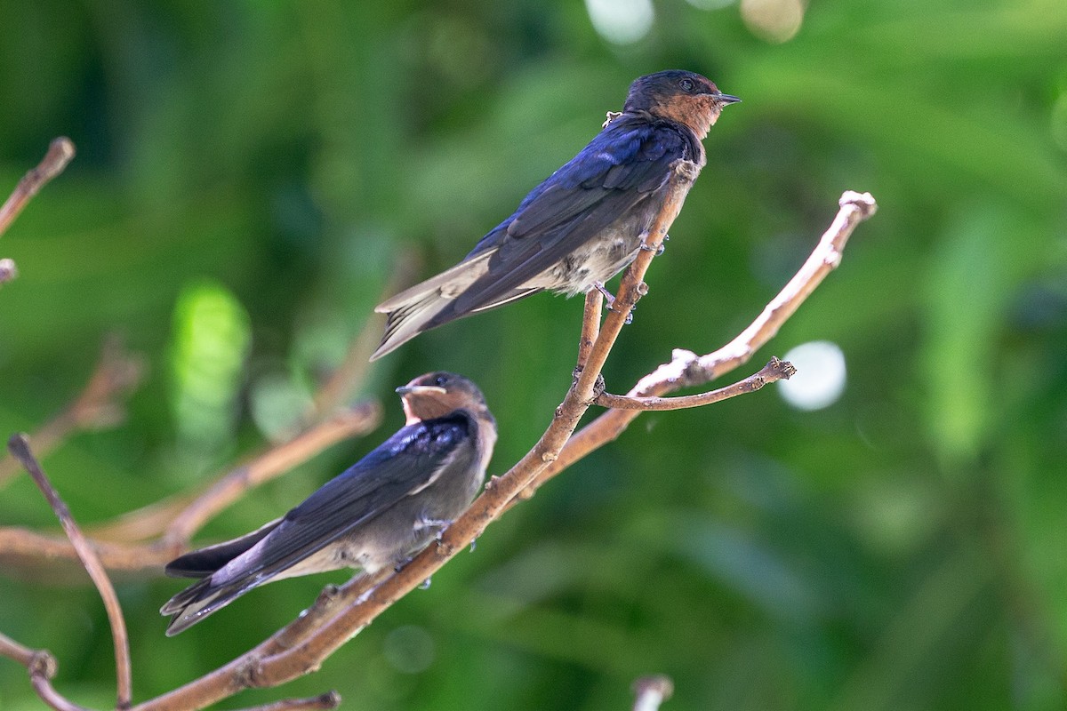 Pacific Swallow - Robert Tizard