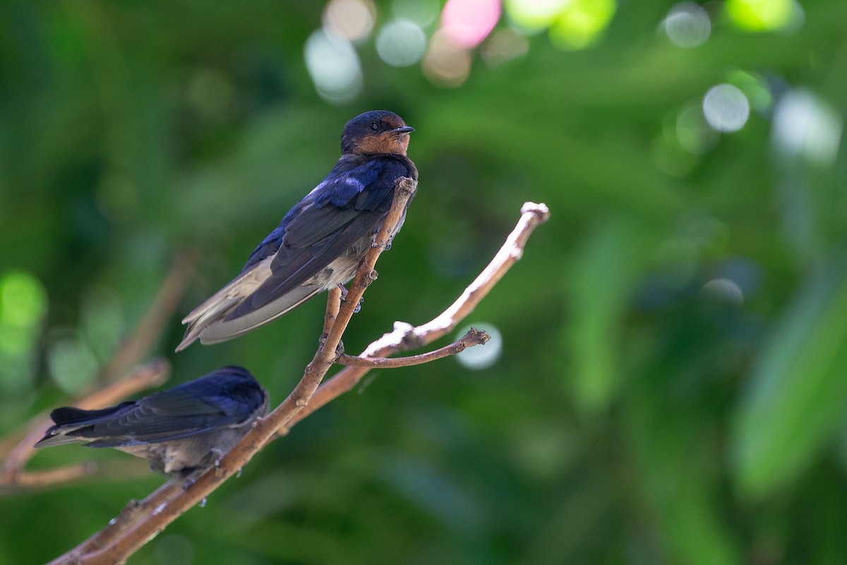 Pacific Swallow - Robert Tizard