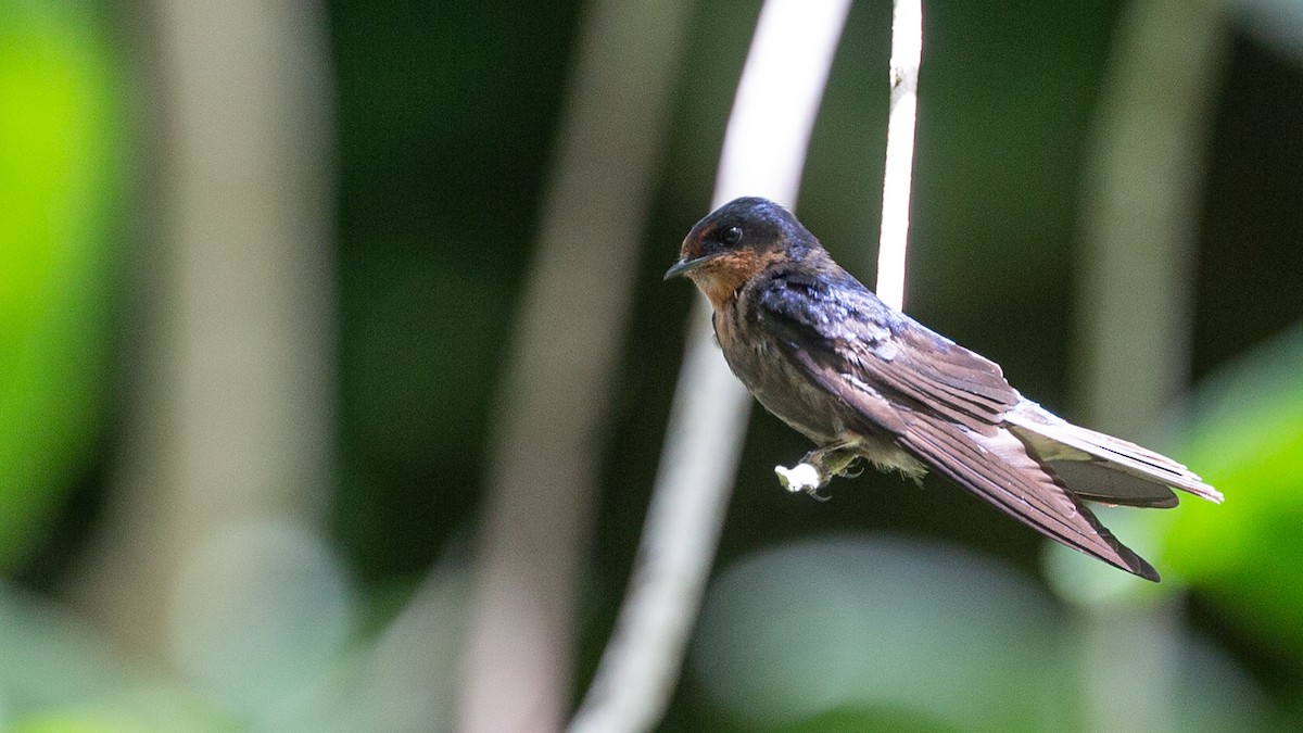 Pacific Swallow - Robert Tizard