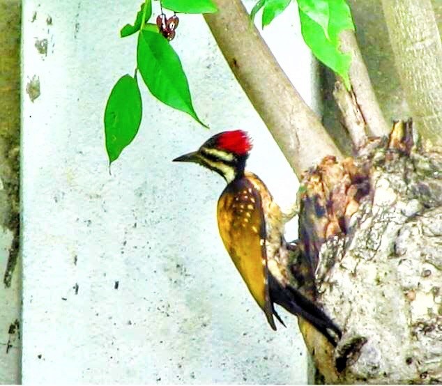 woodpecker sp. - Smitha Jayakanthan