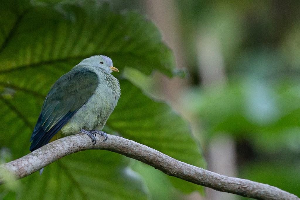 Gray-green Fruit-Dove - ML438817171