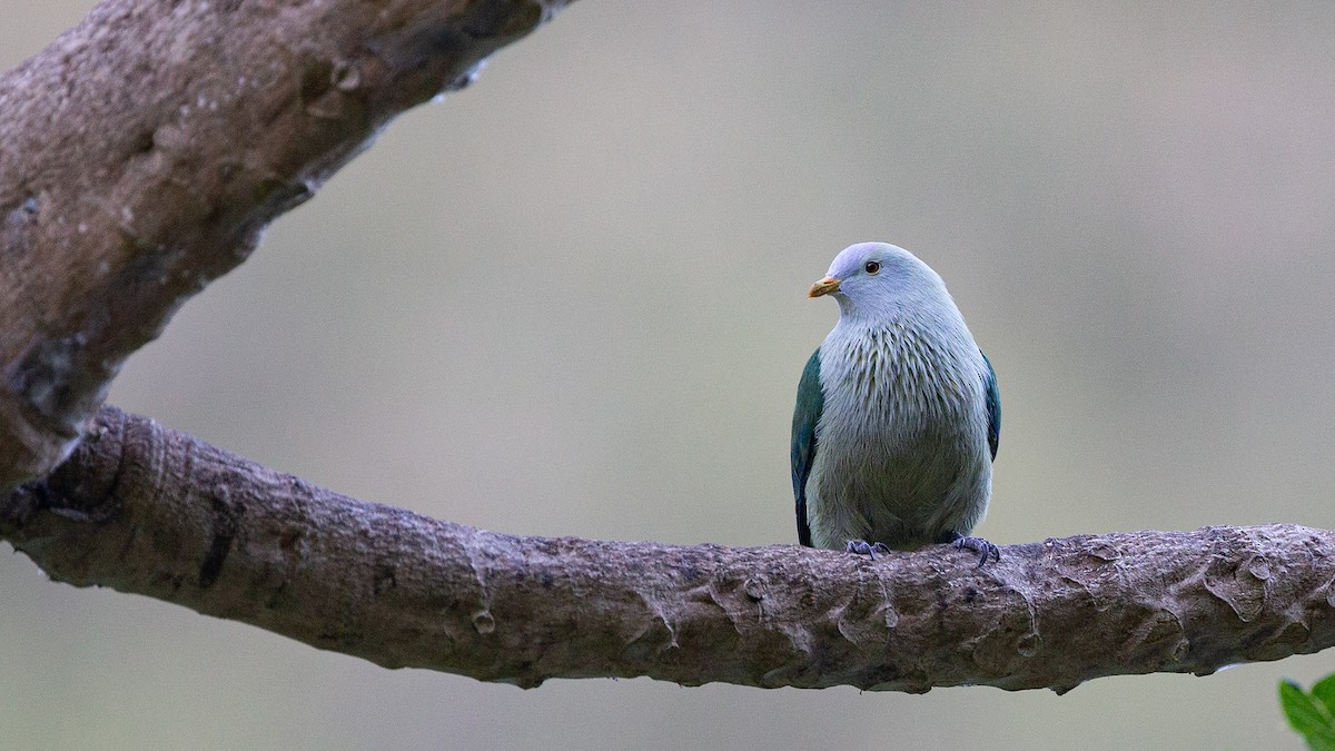 Gray-green Fruit-Dove - ML438817181