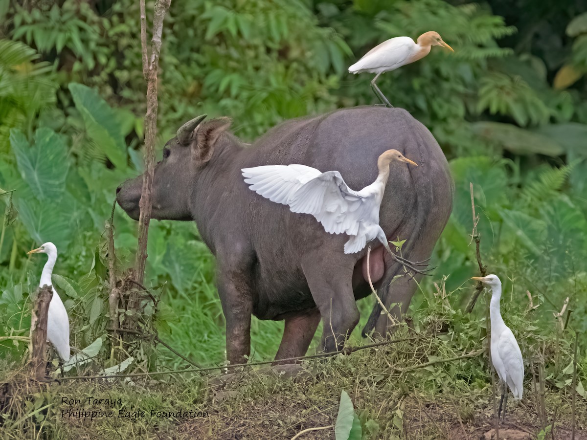 Eastern Cattle Egret - ML438817931