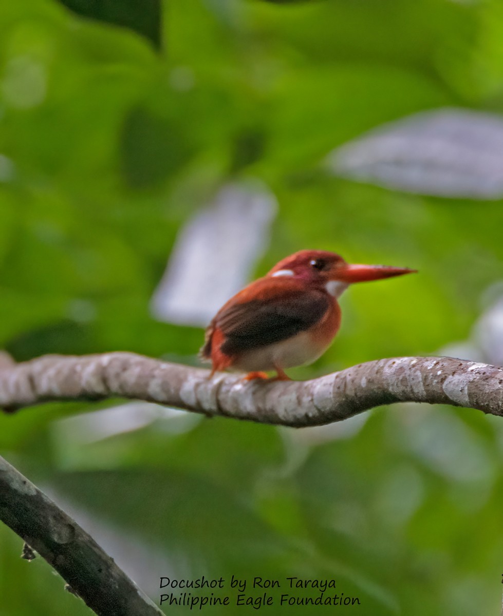 Philippine Dwarf-Kingfisher (Mindanao) - ML438817951