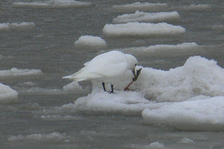 Ivory Gull - ML43881811