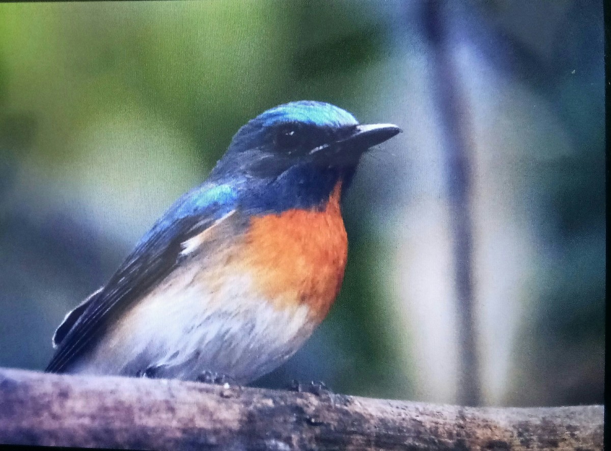 Blue-throated Flycatcher (Notch-throated) - ML438818171