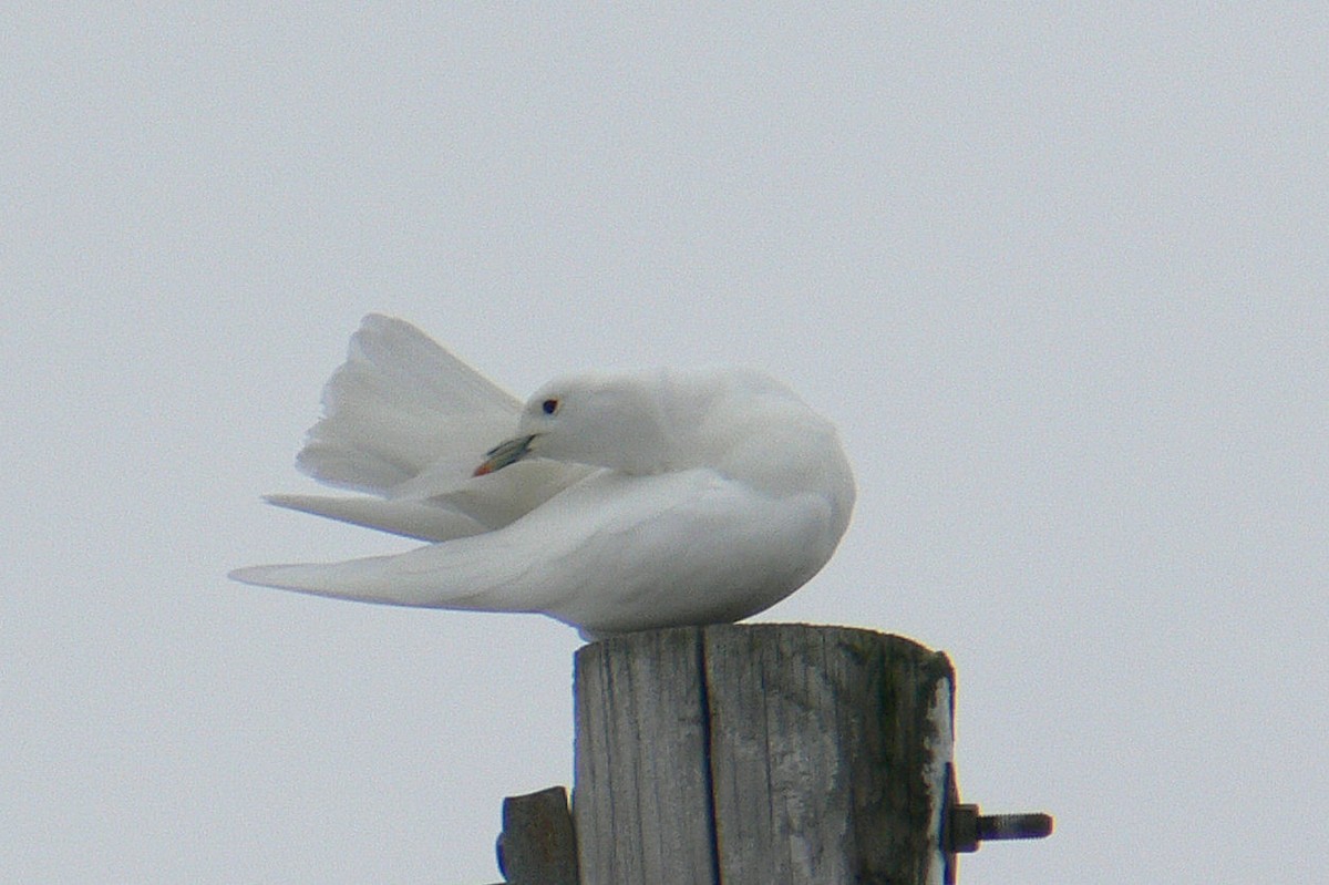 Ivory Gull - ML43881831