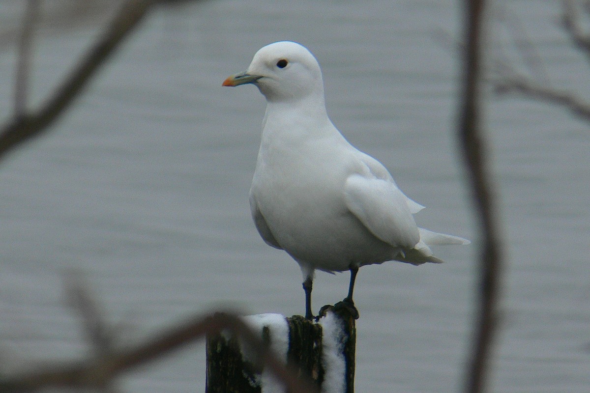 Ivory Gull - ML43881841