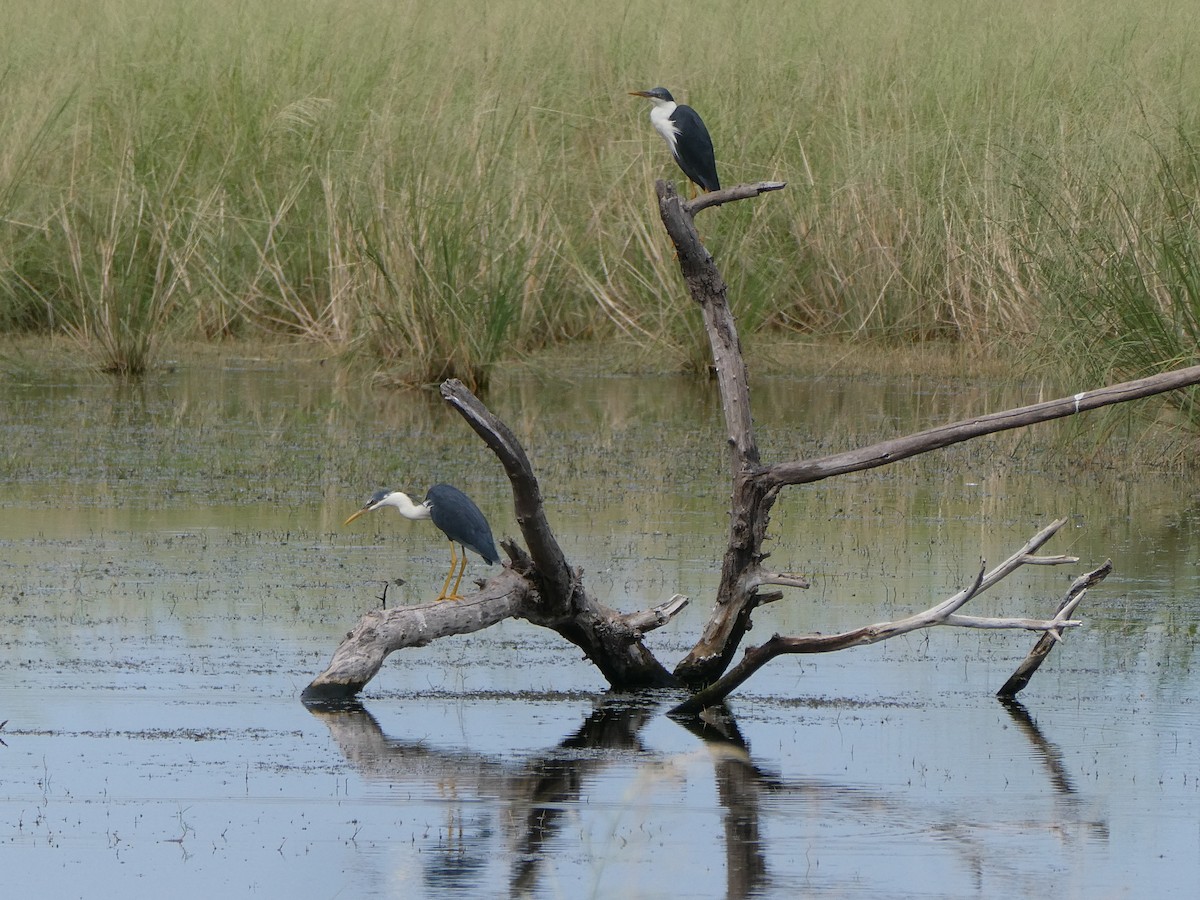 Pied Heron - ML438819081