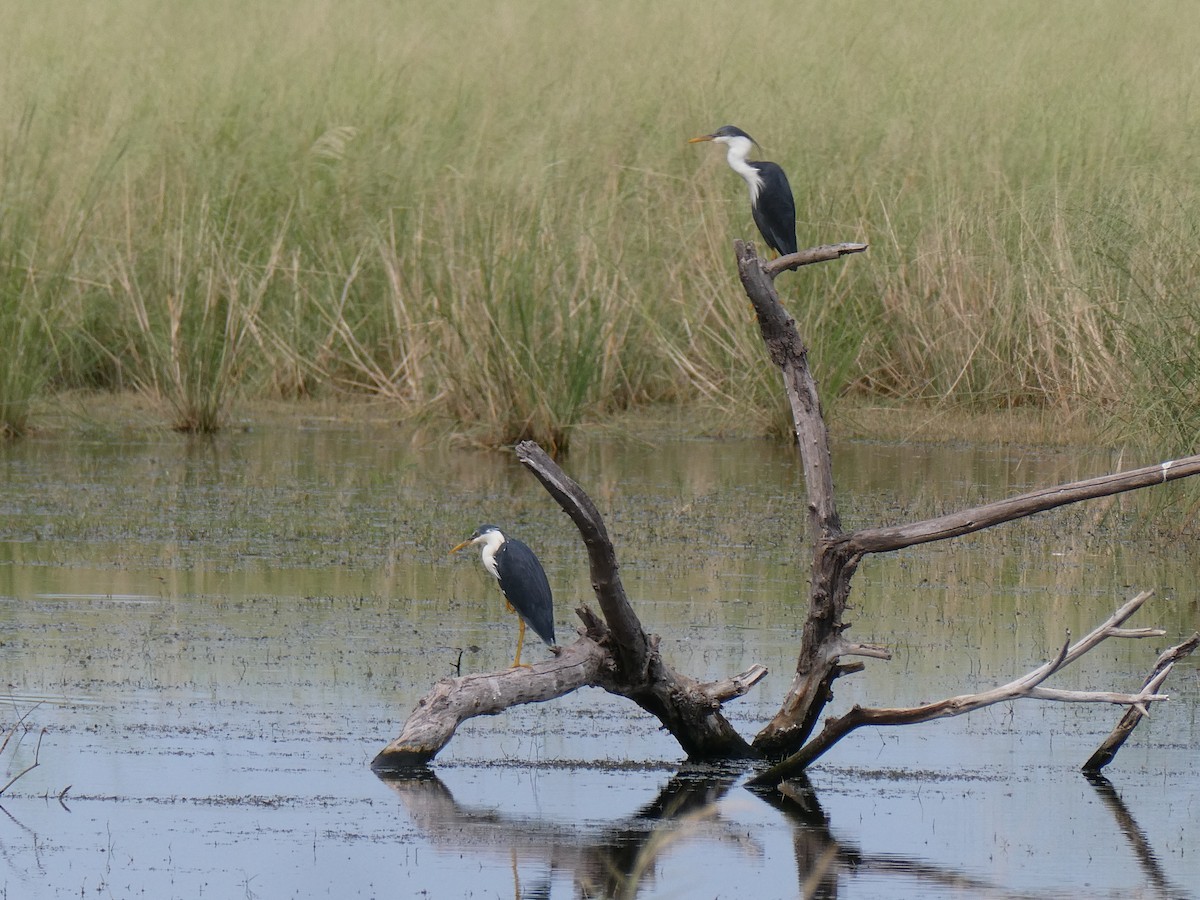 Pied Heron - ML438819111