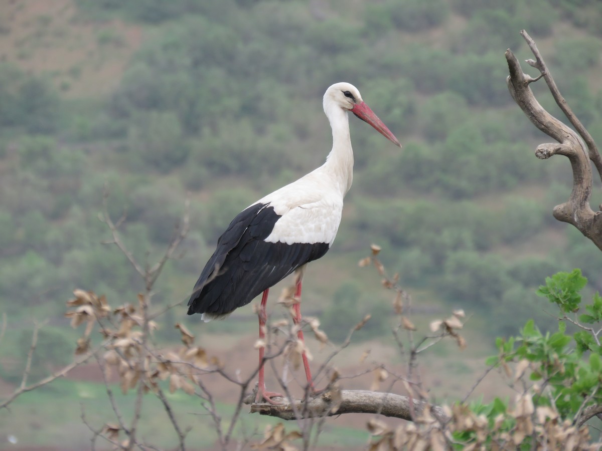 White Stork - Houman Doroudi