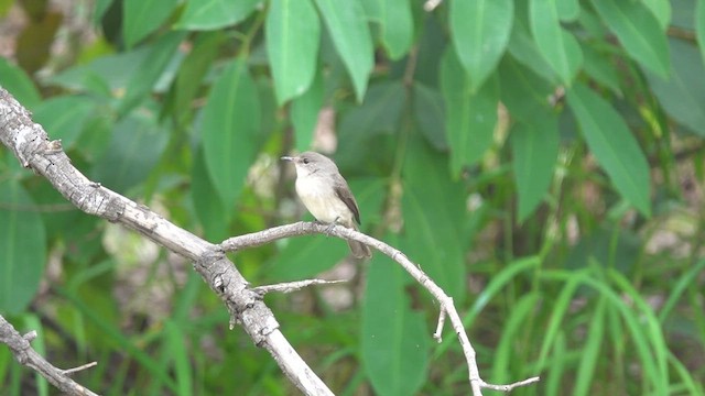 Swamp Flycatcher - ML438820461