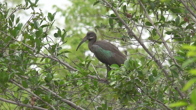 Hadada Ibis - ML438820471