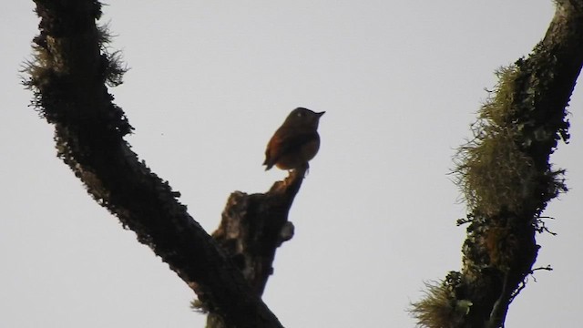 Ferruginous Flycatcher - ML438820731