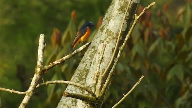 Blue-fronted Redstart - ML438820761