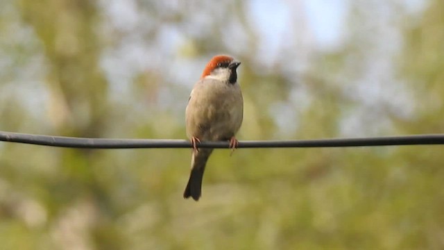 Russet Sparrow - ML438820901