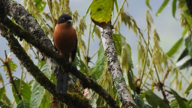 Rufous Sibia - ML438821181