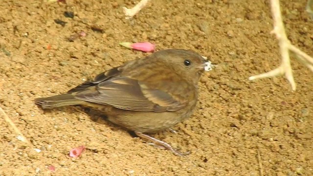 Dark-breasted Rosefinch - ML438821231