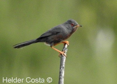 Dartford Warbler - Helder Costa