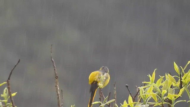 Minivet Gorjigrís - ML438822031